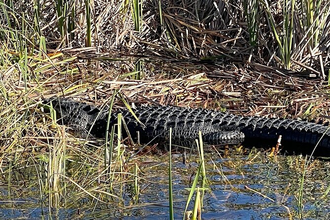 60 min. Everglades Airboat ride & pick-up ,small group +pro guide - The gator show: rescued nuisances and a quick wildlife break