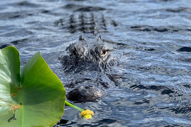 60 Minutes Small Group Everglades Airboat Ride in Miami - Who should book this airboat tour—and who might want to skip