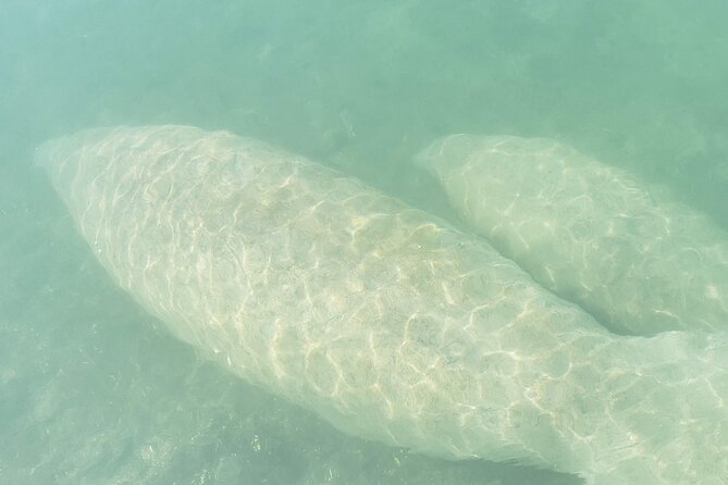 Beginner Friendly Island Snorkeling - The Sandspur (Raccoon) Island Stop: Snorkel Time and Real Expectations