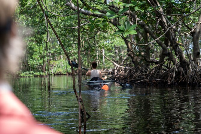 Clear Kayak Tour in North Miami Beach - Mangrove Tunnels - Meeting at East Greynolds Park, Then Paddling Toward Oleta River State Park