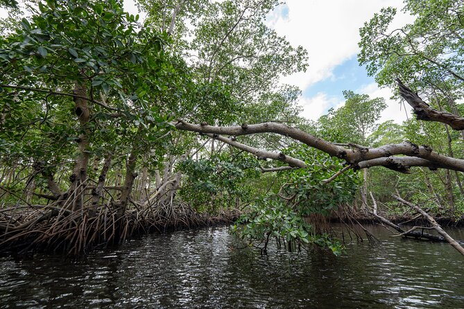 Clear Kayak Tour in North Miami Beach - Mangrove Tunnels - Comfort and Expectations: Clear Kayaks, Basic Seats, and Real Talk