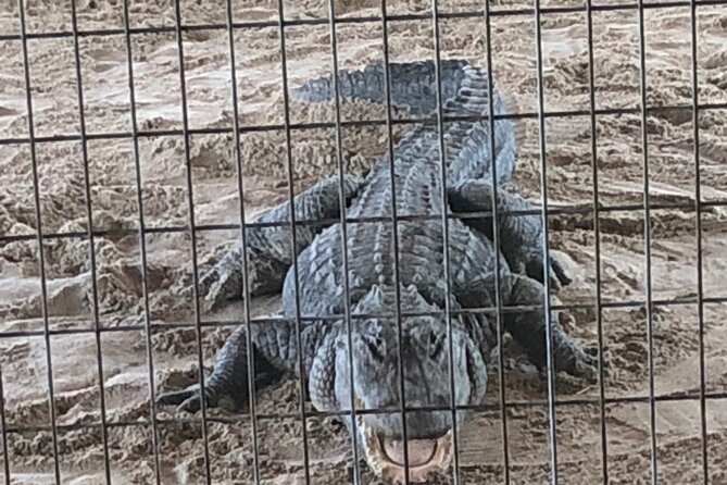 Everglades Airboat Experience – Wildlife & Wetlands - From Miami to the Everglades: how the day is timed