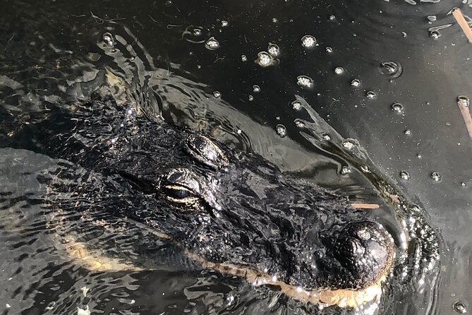 Everglades Airboat Experience – Wildlife & Wetlands - Value check: is $69.99 a fair deal for what you get?