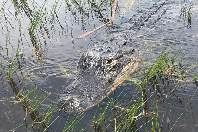 Everglades Airboat Safari Adventure with Transportation - Price and value: why $35 can feel fair, and when it won’t