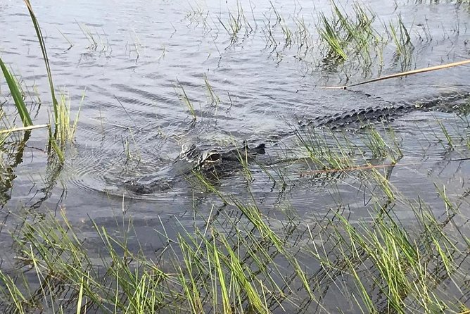 Everglades Airboat Safari Adventure with Transportation - Who this tour suits best (and who should skip it)