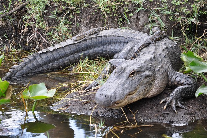 Everglades Airboat, Wildlife Show, and Roundtrip Bus From Miami - Price and What You’re Buying for $49.20