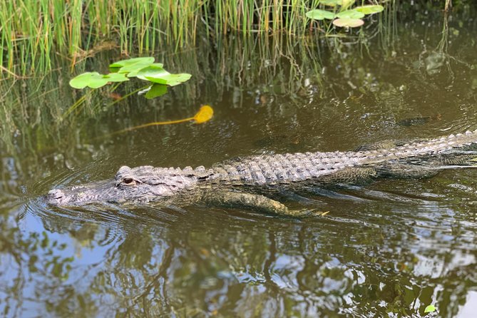 Everglades Airboat, Wildlife Show, and Roundtrip Bus From Miami - Guides and Captains: Why the Crew Changes the Whole Experience