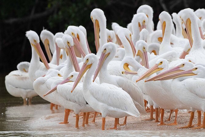 Everglades Birding, Dolphin and Wildlife Boat Tour (2 hours) - Quiet Everglades boating in the 10,000 Islands