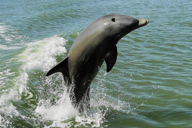 Everglades Birding, Dolphin and Wildlife Boat Tour (2 hours) - What wildlife you can realistically expect to spot