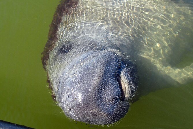 Everglades Birding, Dolphin and Wildlife Boat Tour (2 hours) - Getting aboard at Parkway Motel & Marina in Chokoloskee