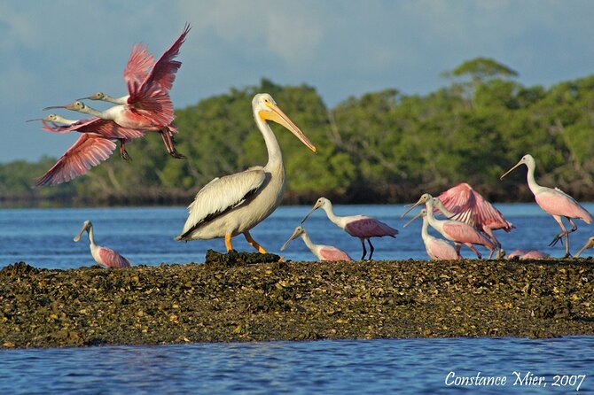 Everglades Birding, Dolphin and Wildlife Boat Tour (2 hours) - Comfort checklist: what to bring so you enjoy the full 2 hours