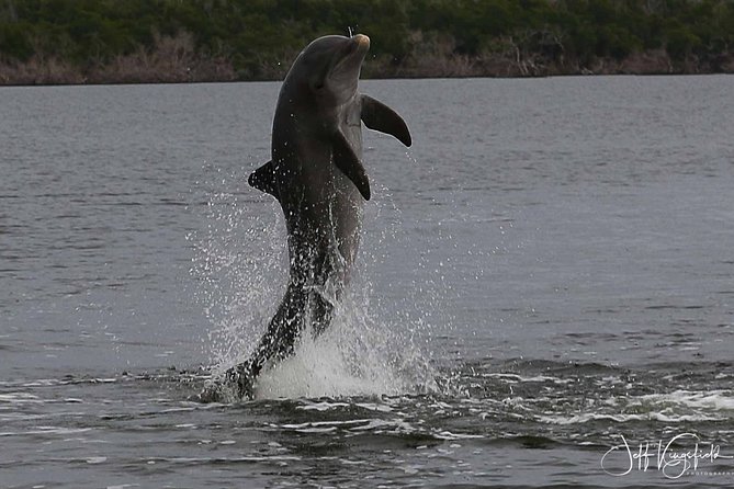 Everglades Birding, Dolphin and Wildlife Boat Tour (2 hours) - The itinerary pace: a focused two hours inside the park