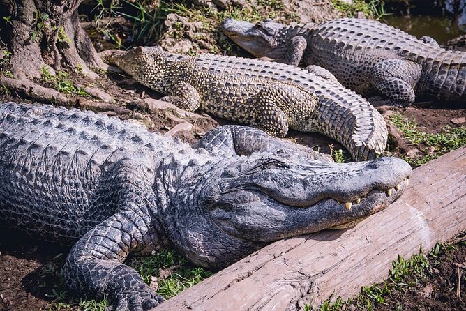 Everglades, Boat Cruise & Open-Top Bus Tour From Miami - Who This Works Best For (and Who Should Rethink It)