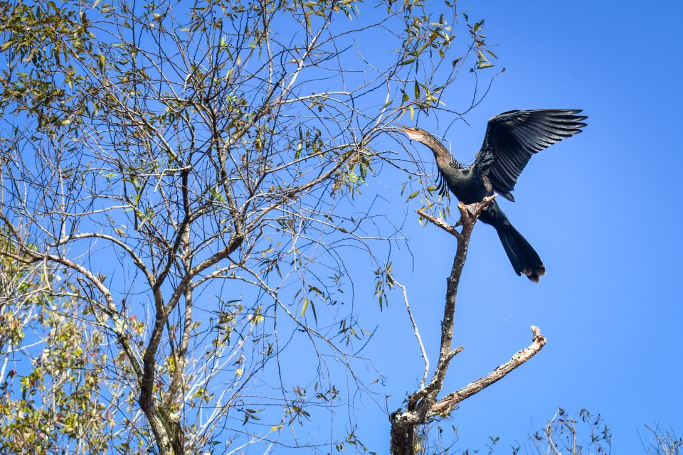 Everglades City: Guided Kayaking Tour of the Wetlands - Alligators, seasonality, and the real mosquito plan
