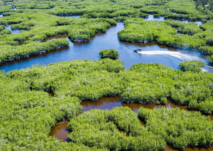 Everglades: Mangrove Maze Airboat Tour and Boardwalk - Everglades City Boardwalk: Your Self-Paced Mangrove Walk After the Noise