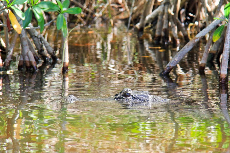 Everglades: Mangrove Maze Airboat Tour and Boardwalk - Price and Value: Does $64 Make Sense for This Day in the Glades?