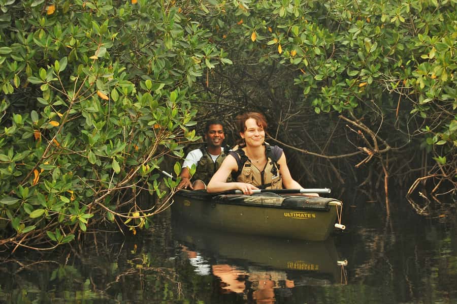 Everglades National Park: Mangrove Tunnel Kayak Eco-Tour - Why This Everglades Kayak Tour Feels Like You Found a Secret Route