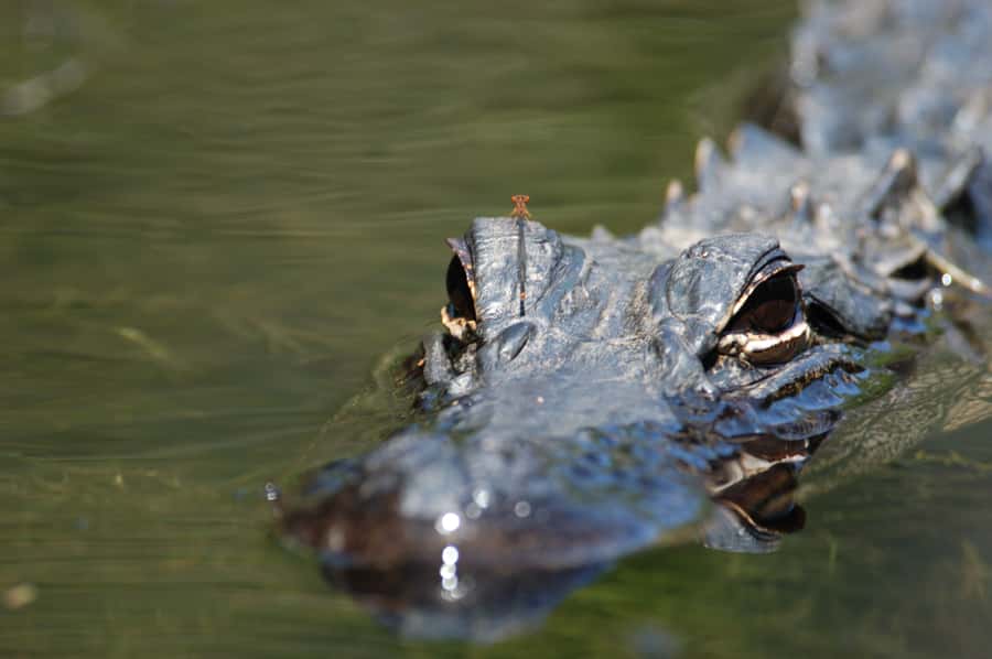 Everglades National Park: Mangrove Tunnel Kayak Eco-Tour - What the 3-Hour Paddle Actually Looks and Feels Like