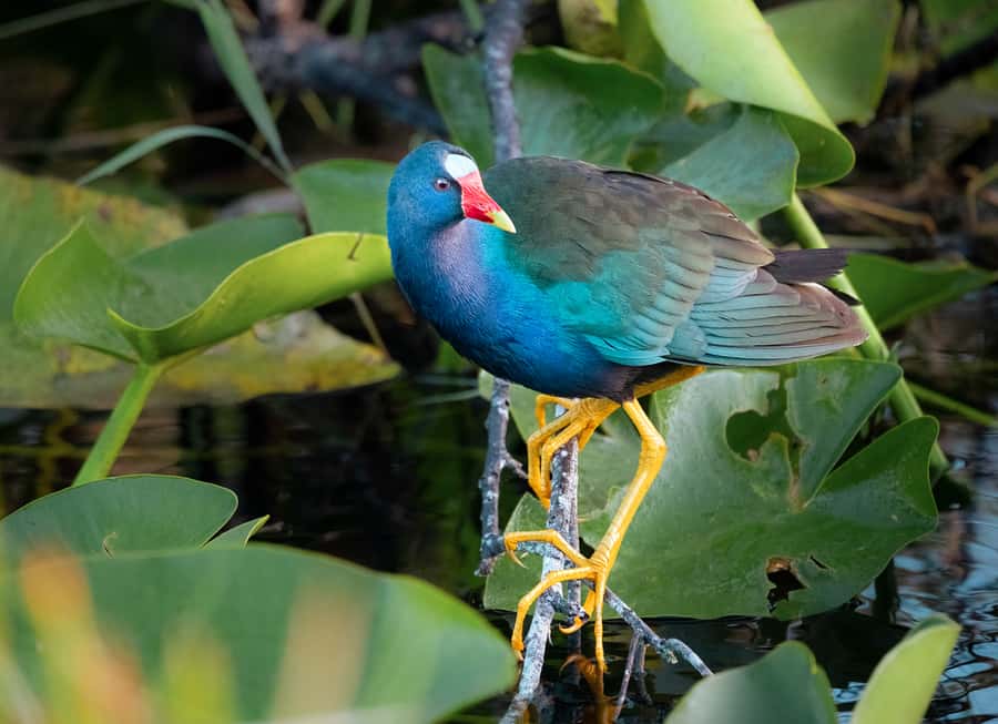Everglades National Park: Mangrove Tunnel Kayak Eco-Tour - Wildlife You Can Look For: Birds, Big Reptiles, and What Makes It Worth the Trip