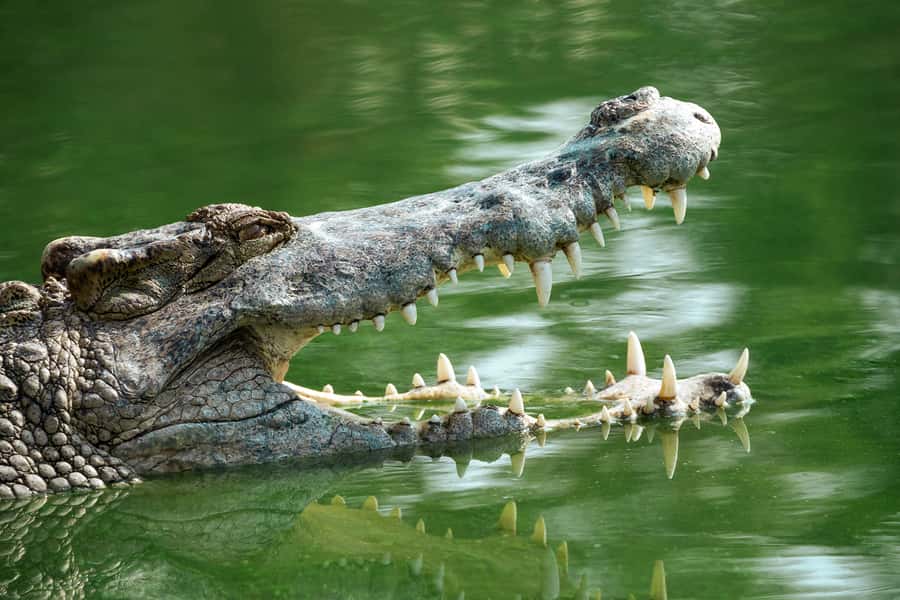 Everglades National Park: Mangrove Tunnel Kayak Eco-Tour - Kayak Comfort, Safety, and the Truth About Skills