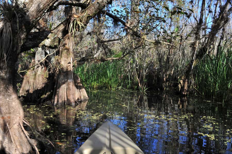 Everglades National Park: Mangrove Tunnel Kayak Eco-Tour - Is $109 Worth It? Pricing Value for a 3-Hour Eco-Tour