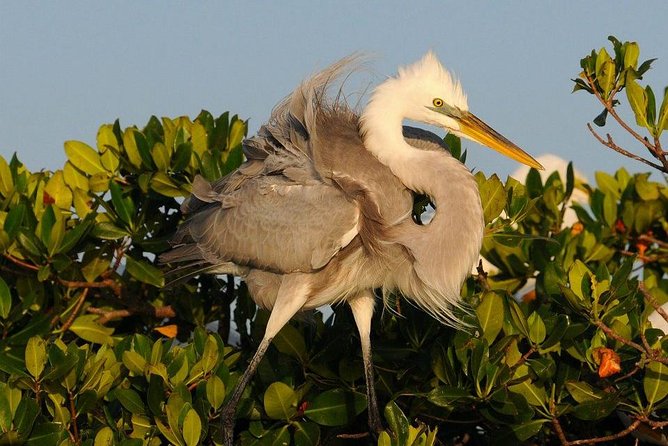 Everglades Small Group Guided Boating & Walking Tour Expedition - Chokoloskee to Ten Thousand Islands: what the day actually feels like