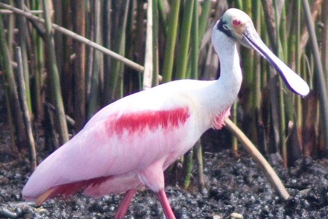 Everglades Small Group Guided Boating & Walking Tour Expedition - The main event in Everglades National Park: cruising the islands and reading the ecosystem