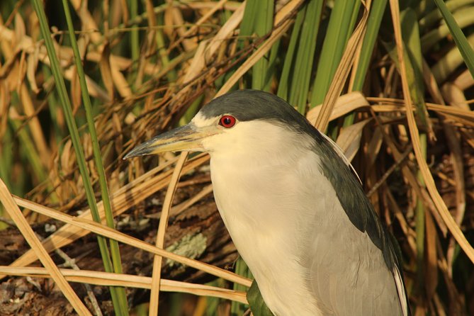 Everglades Small Group Guided Boating & Walking Tour Expedition - Price and value: is $199.95 really fair for 3.5 hours?