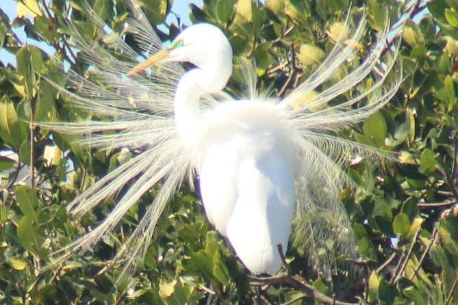Everglades Small Group Guided Boating & Walking Tour Expedition - Season matters: how to plan around the wildlife you want
