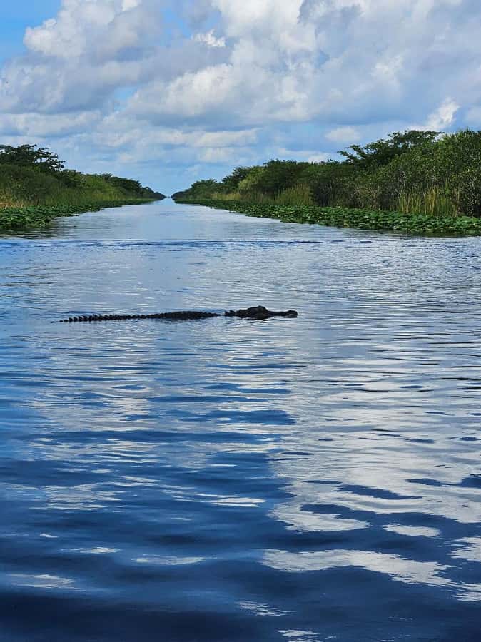 Everglades Small Group on Airboat with Transportation - Everglades in a Black Sprinter: How the Morning Starts