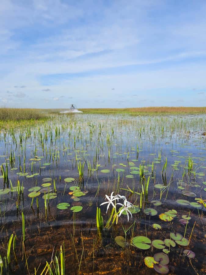Everglades Small Group on Airboat with Transportation - What to Bring for an Everglades Airboat Morning