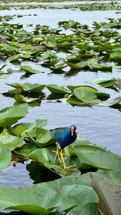 Everglades Small Group on Airboat with Transportation - FAQ