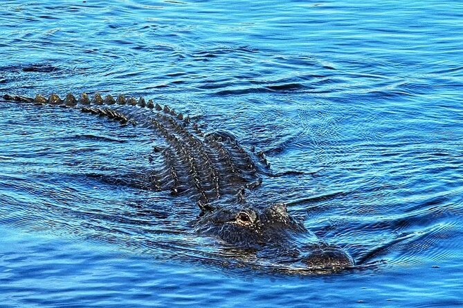 Everglades Small-Group Tour from Miami with Transportation - Everglades Holiday Park, not the national park you picture