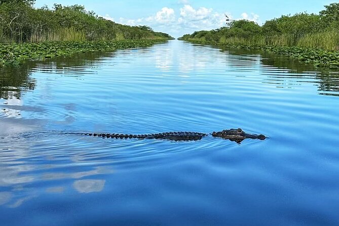 Everglades Small-Group Tour from Miami with Transportation - Wildlife spotting tips: gators, birds, and why weather changes everything