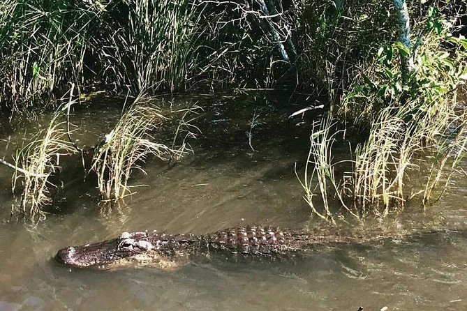 Everglades Small-Group Tour from Miami with Transportation - Price and value: what the $82.98 really buys