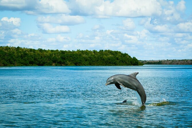 Everglades Tour w/ Biologist Led WET walk + 2 Boat Trips + Lunch! - Key highlights to know
