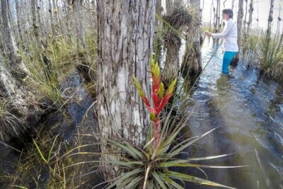Everglades Tour w/ Biologist Led WET walk + 2 Boat Trips + Lunch! - Price and what you actually get for $389