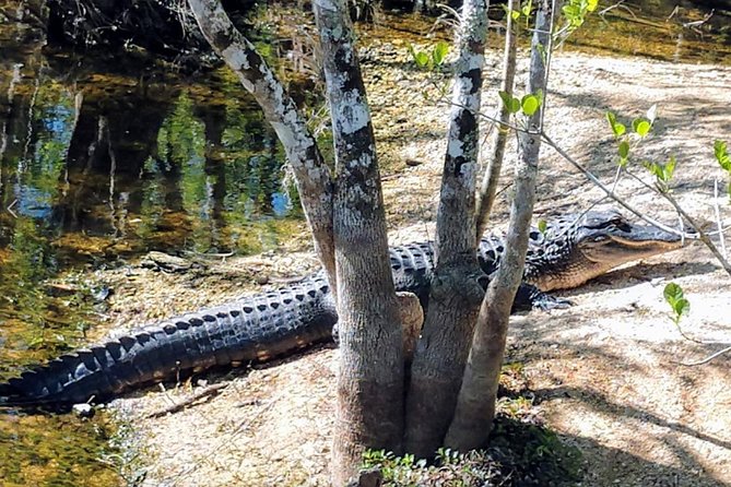 Everglades Tour w/ Biologist Led WET walk + 2 Boat Trips + Lunch! - Loop Road and Oasis Visitor Center: the shortcut to big alligators and big birds