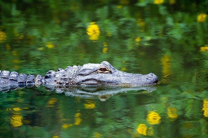 Everglades Tour with professional Tourguide inclusive pickup - Key Things I’d Bet You’ll Remember