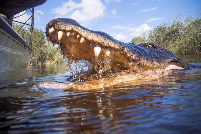 Everglades Tour with professional Tourguide inclusive pickup - Safety and comfort: what the tour says about the ride
