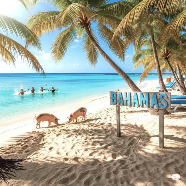 From Miami: Bimini or Grand Bahama Day Trip by Ferry - Your day at sea: the ferry schedule that shapes everything