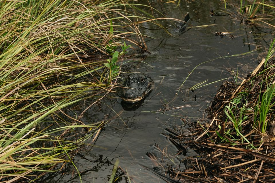 From Miami: Everglades Airboat Ride and Nature Walk - Airboat ride: where you spot alligators in their habitat