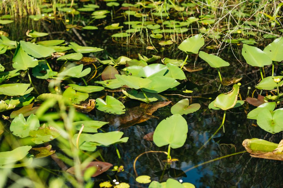 From Miami: Everglades Airboat Ride and Nature Walk - Should you book this tour?