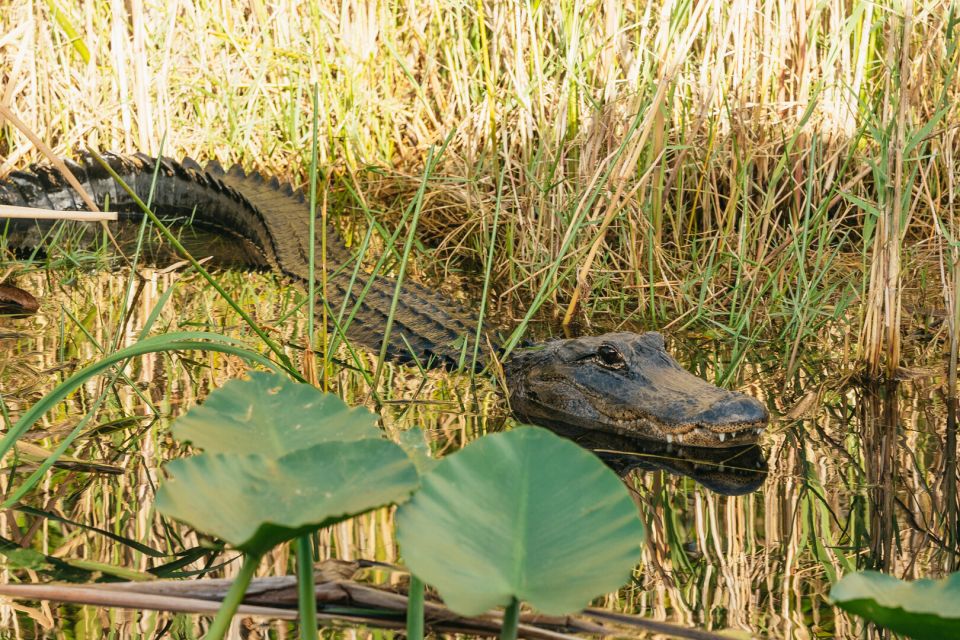 From Miami: Everglades Airboat, Wildlife Show & Bus Transfer - Should you book this tour?