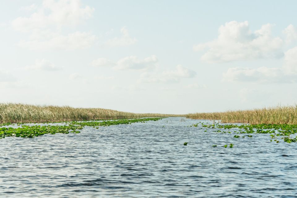 From Miami: Everglades Airboat, Wildlife Show & Bus Transfer - Price and value: what $49 gets you from Miami