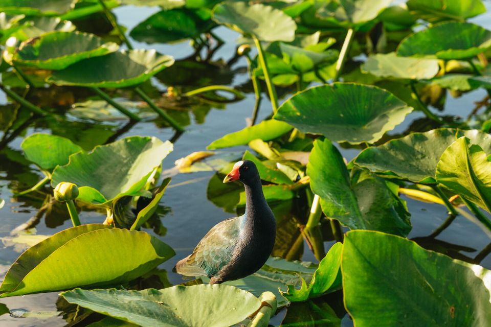 From Miami: Everglades Airboat, Wildlife Show & Bus Transfer - Who should book this Everglades airboat + show tour?