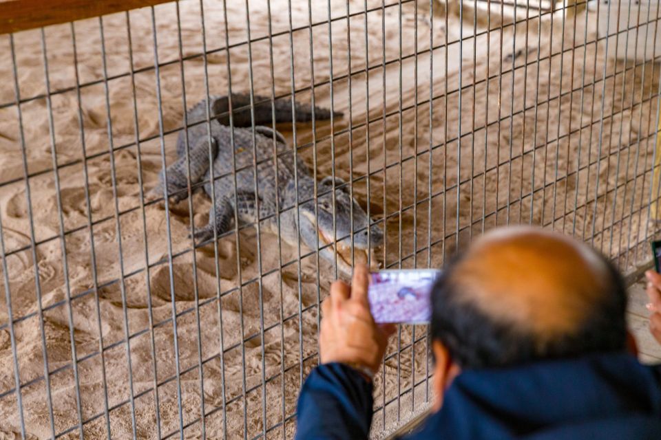 From Miami: Everglades Wildlife Show, Airboat & Bus Transfer - The full-day bonus: open-top Miami bus tour that actually hits highlights
