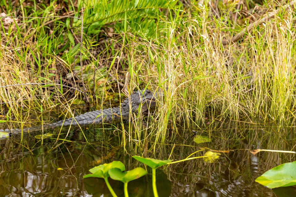 From Miami: Everglades Wildlife Show, Airboat & Bus Transfer - Biscayne Bay boat ride: celebrity-home scenery with a calmer pace