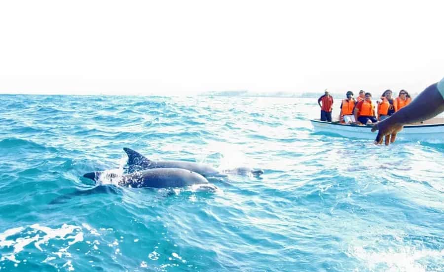 From Miami: Key West with Dolphin Watch or Snorkel Boat - The Key West window: about 5 hours to wander on your own