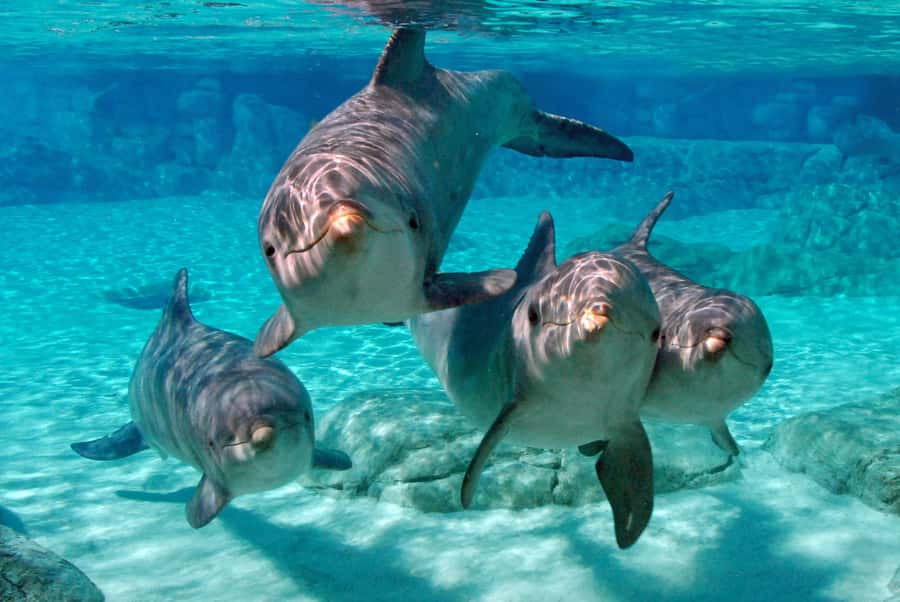 From Miami: Key West with Dolphin Watch or Snorkel Boat - Logistics that can trip you up: timing, meeting points, and packing
